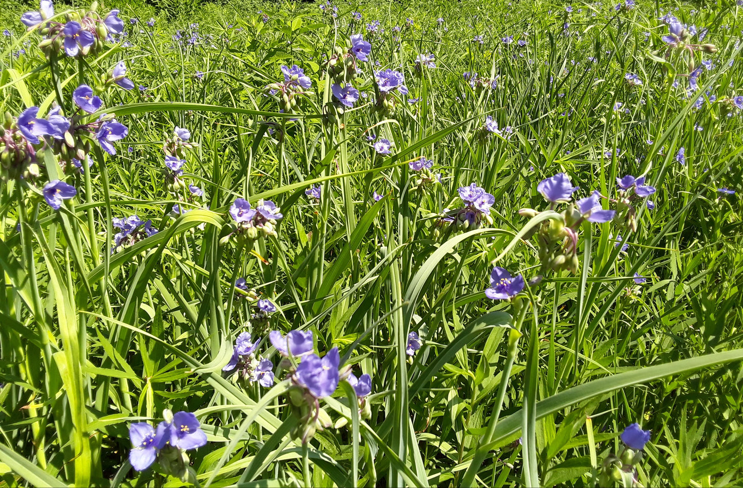 Tradescantia ohiensis 'Ohio Spiderwort'