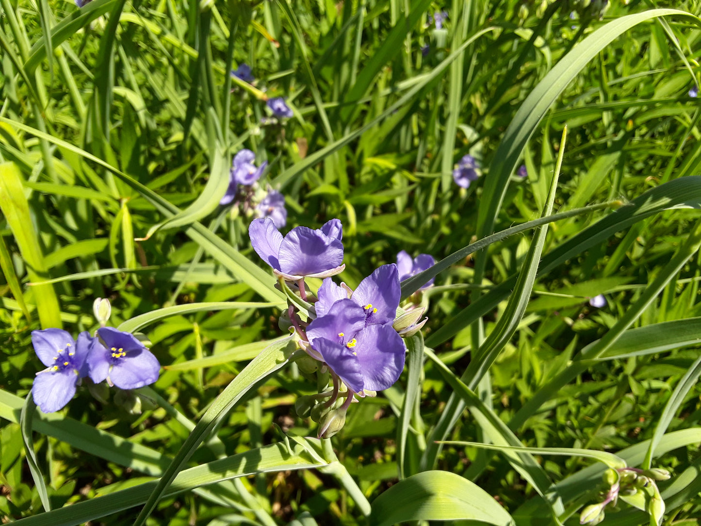 Tradescantia ohiensis 'Ohio Spiderwort'