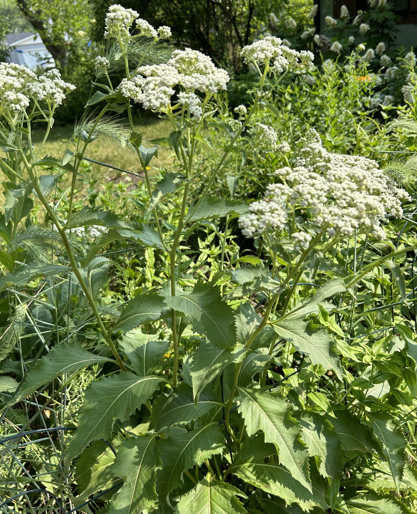 Parthenium integrifolium 'Wild Quinine'