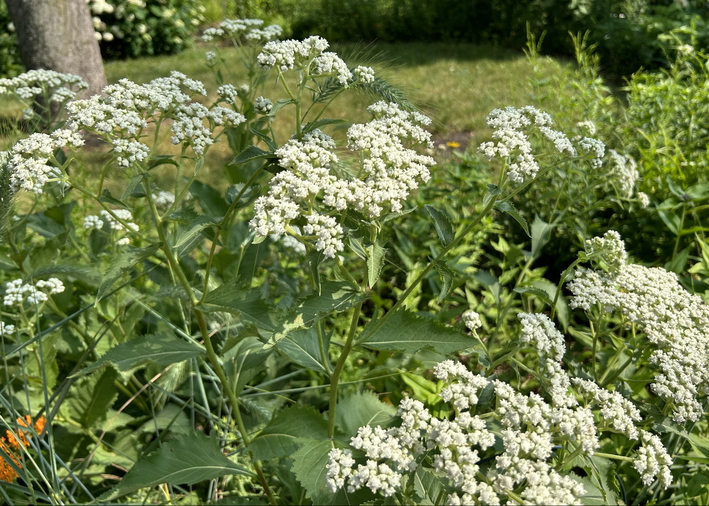 Parthenium integrifolium 'Wild Quinine'