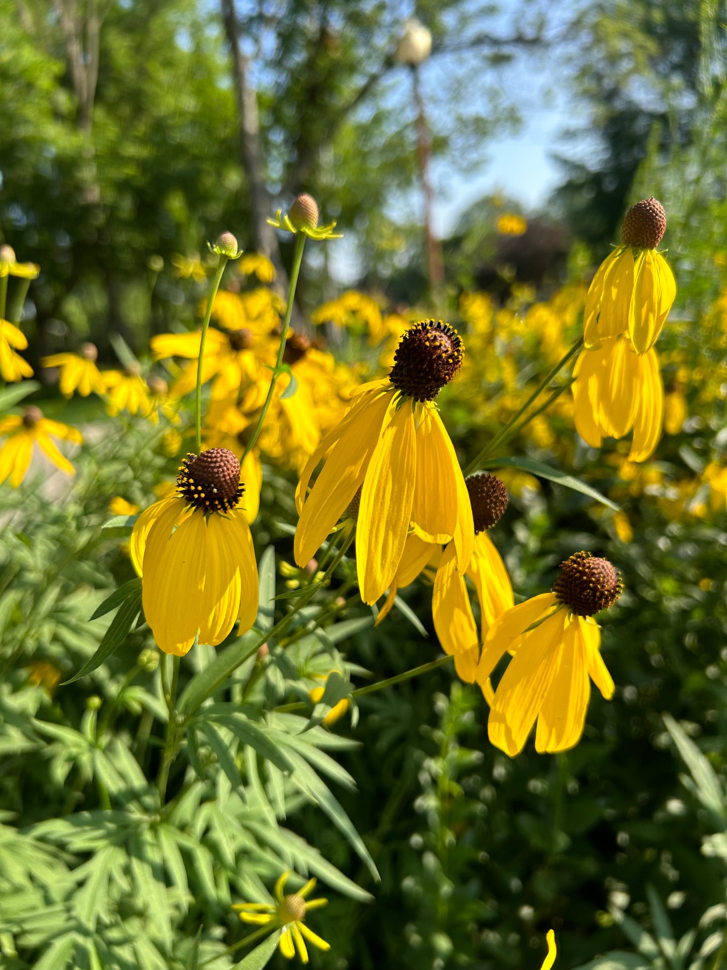 Ratibida pinnata ‘Yellow Coneflower'