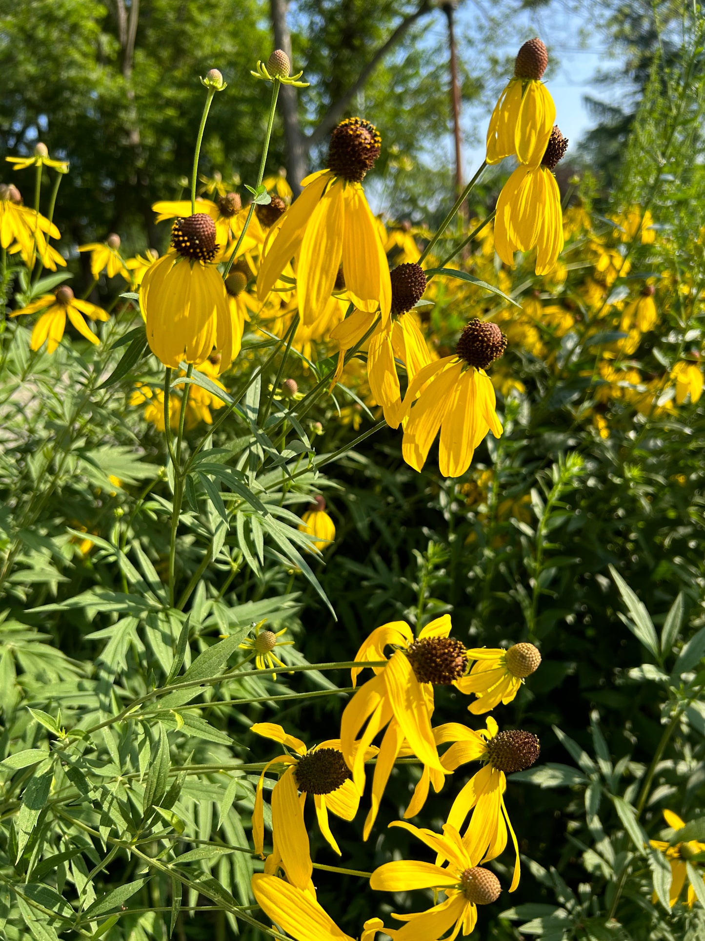 Ratibida pinnata ‘Yellow Coneflower'