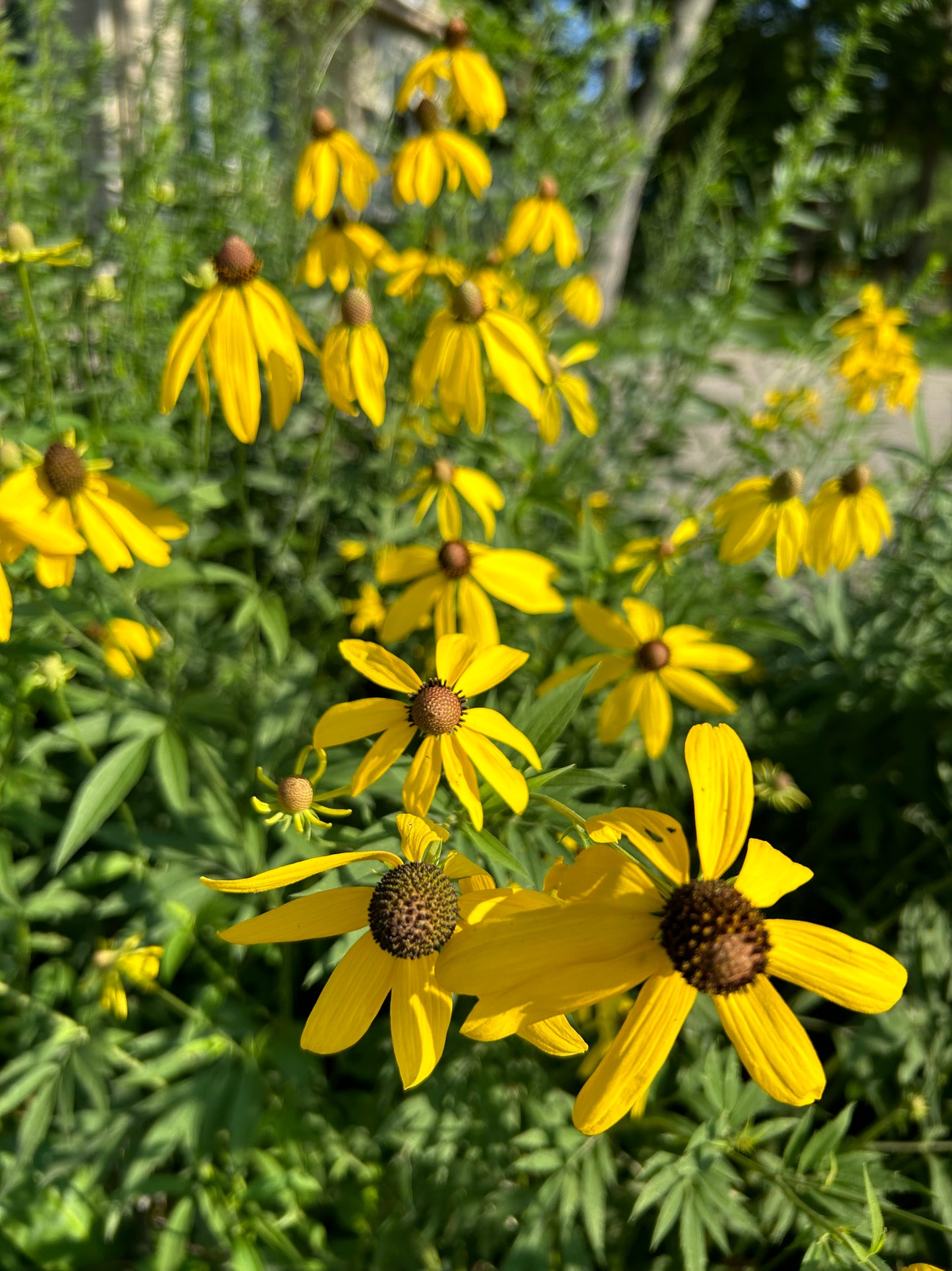 Ratibida pinnata ‘Yellow Coneflower'