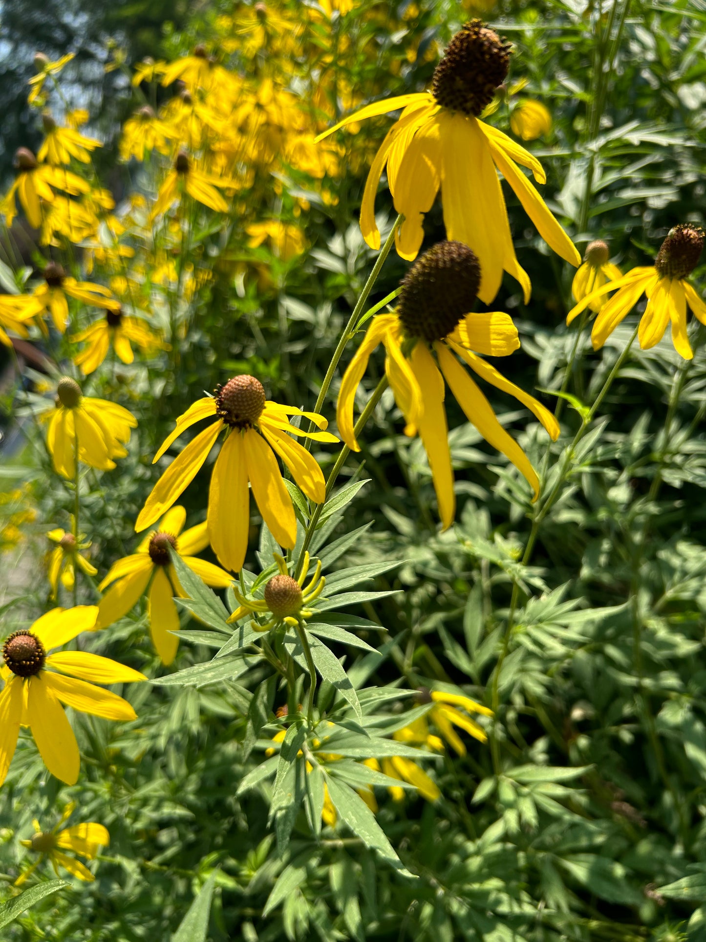 Ratibida pinnata ‘Yellow Coneflower'