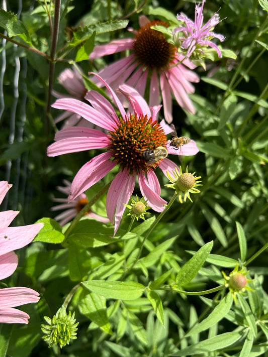 Echinacea purpurea ‘Purple Coneflower’