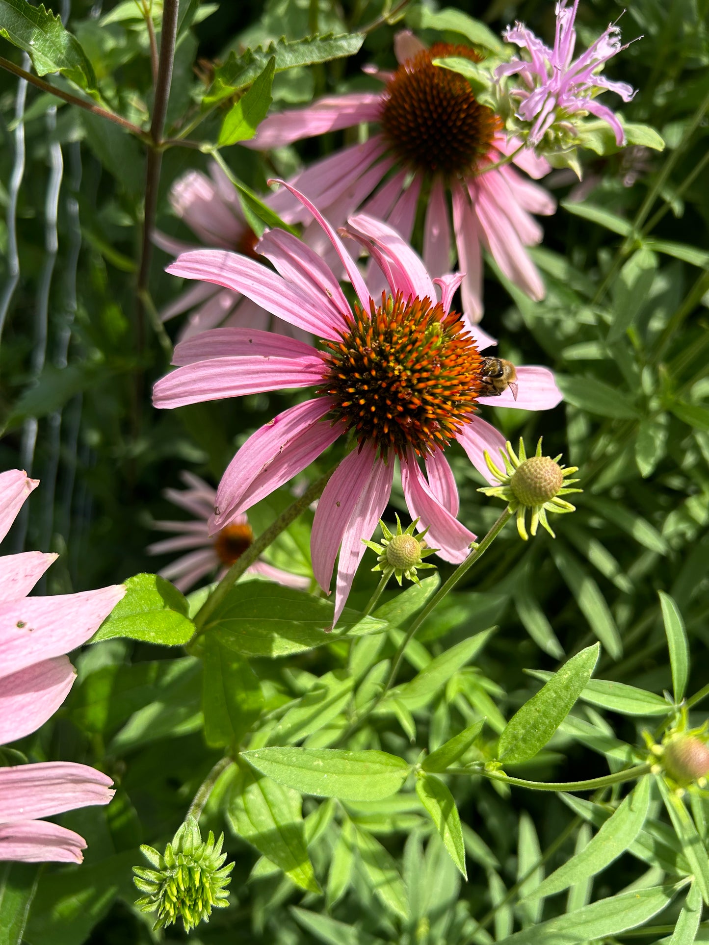 Echinacea purpurea ‘Purple Coneflower’