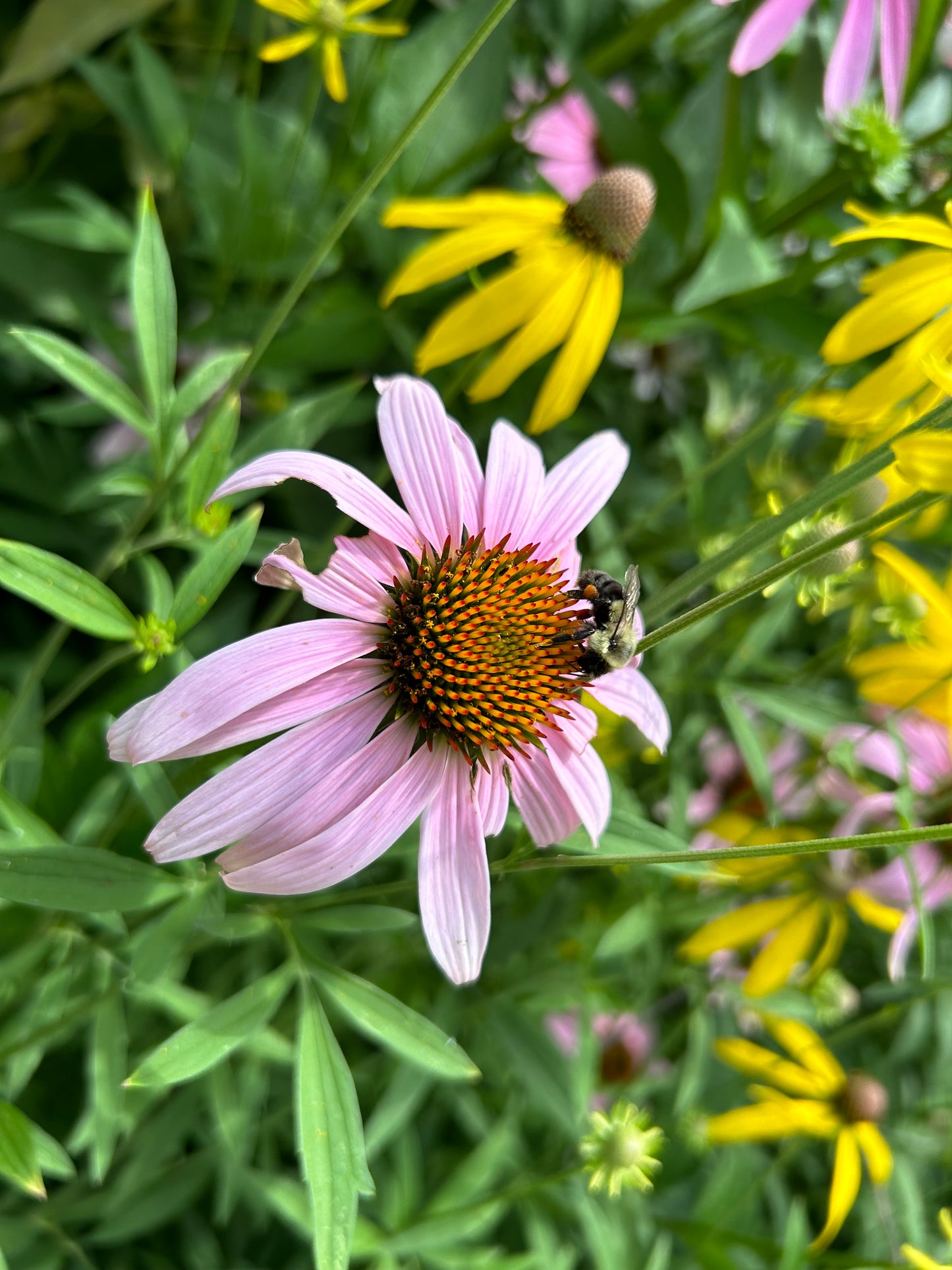 Echinacea purpurea ‘Purple Coneflower’