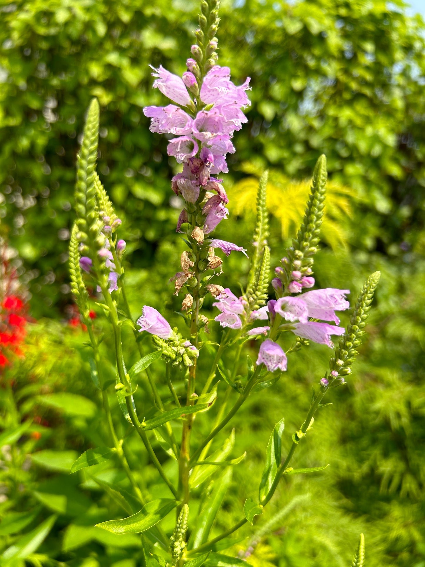 Physostegia virginiana 'Obedient Plant'