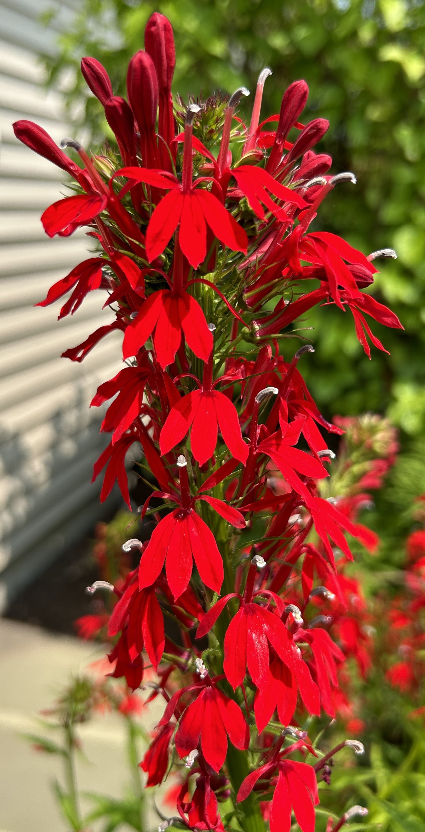 Lobelia cardinalis 'Cardinal Flower'