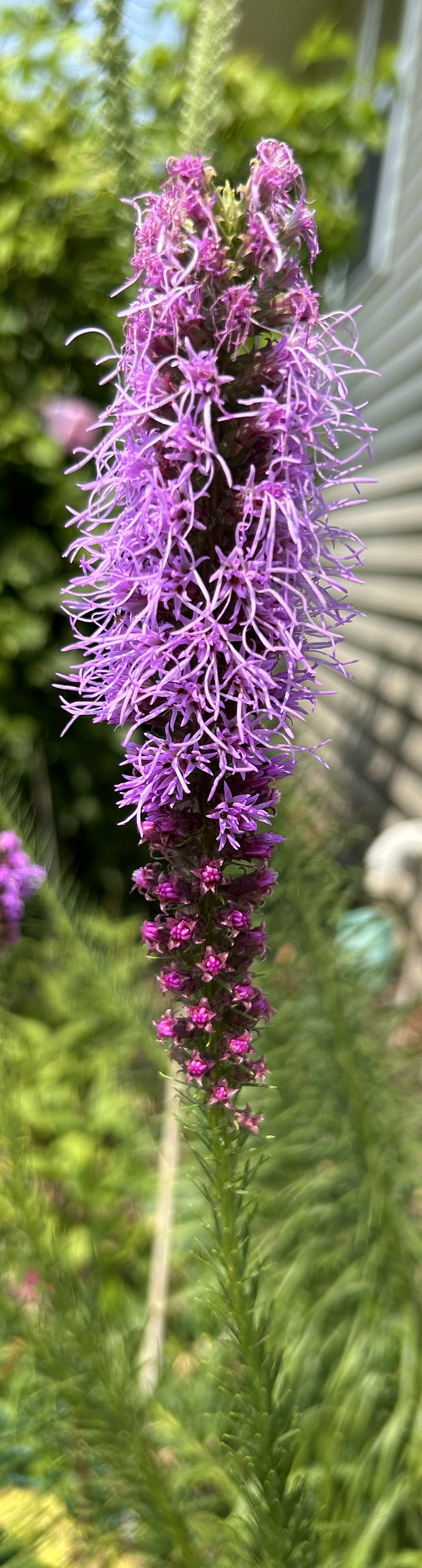 Liatris pycnostachya 'Prairie Blazing Star'