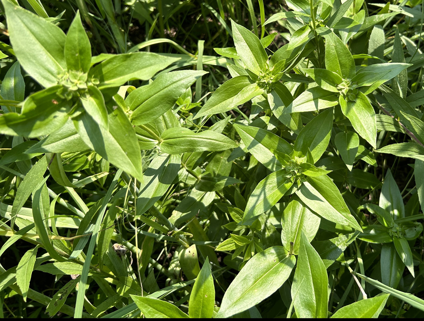 Gentiana flavida 'Cream Gentian'