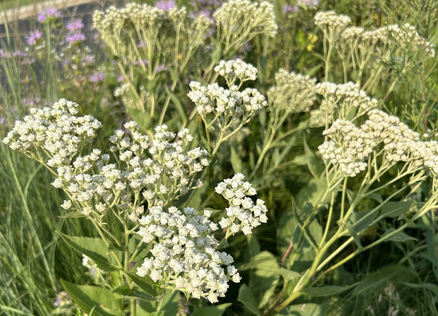 Parthenium integrifolium 'Wild Quinine'