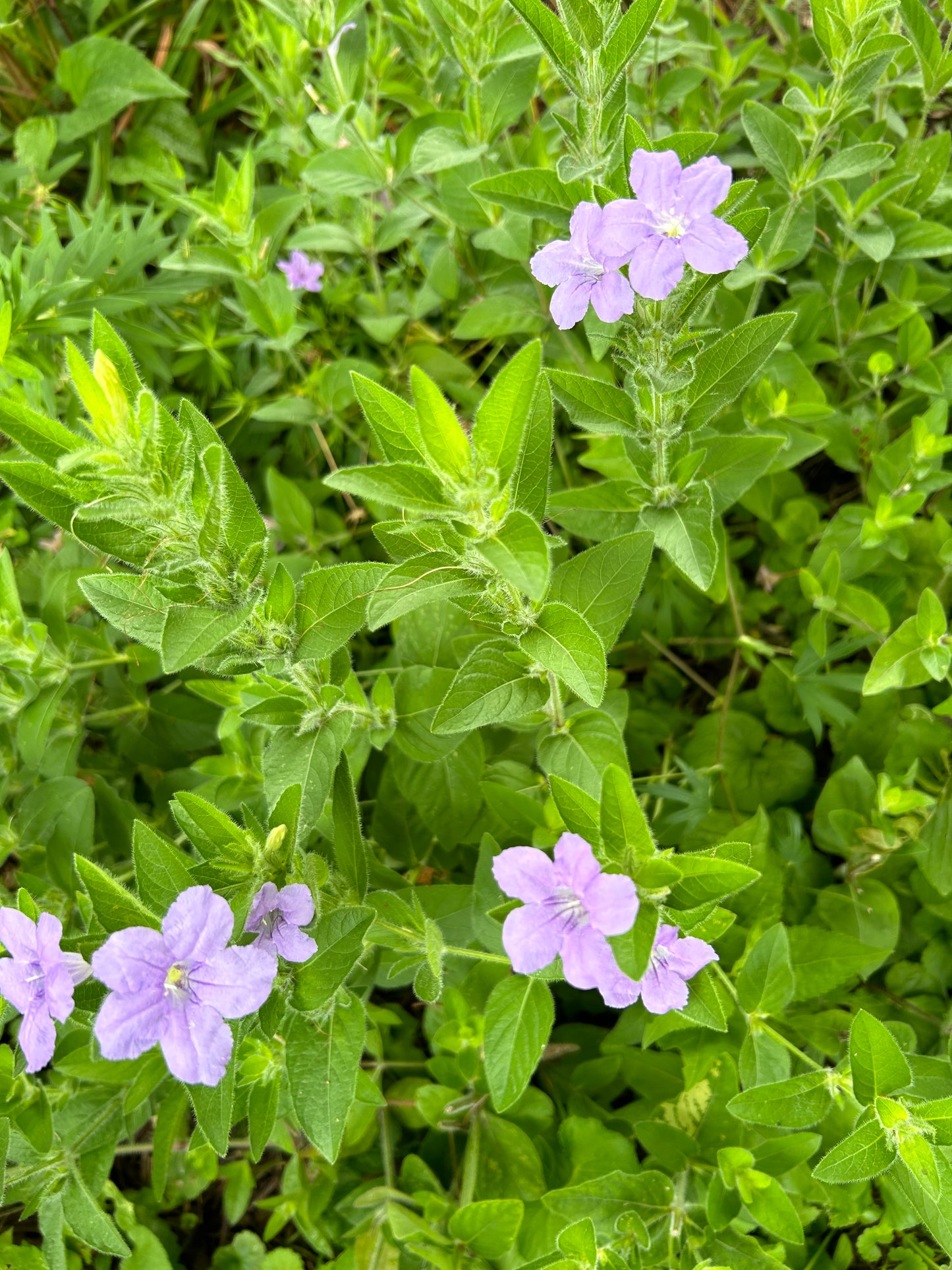 Ruellia humilis 'Wild Petunia'