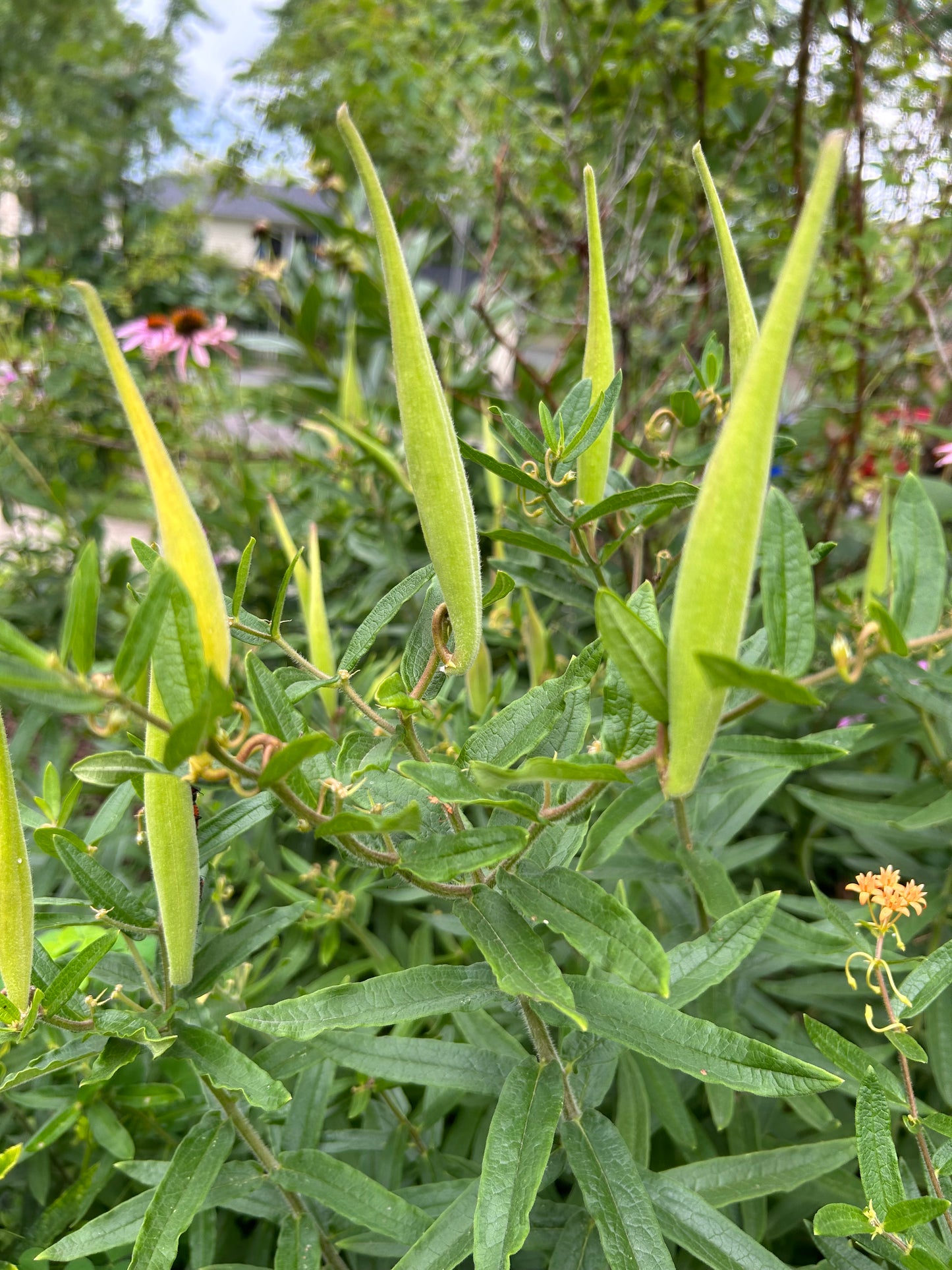 Asclepias tuberosa 'Butterfly Milkweed'