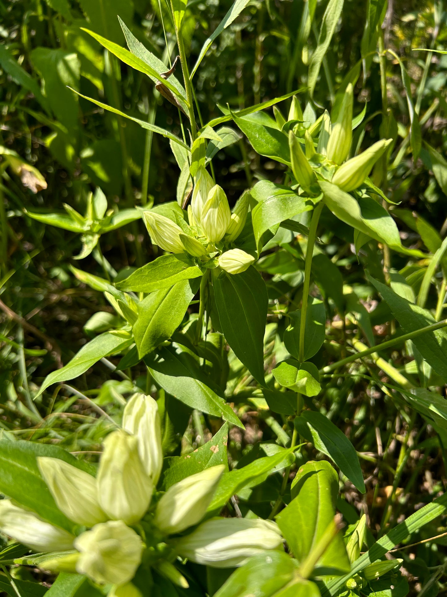 Gentiana flavida 'Cream Gentian'