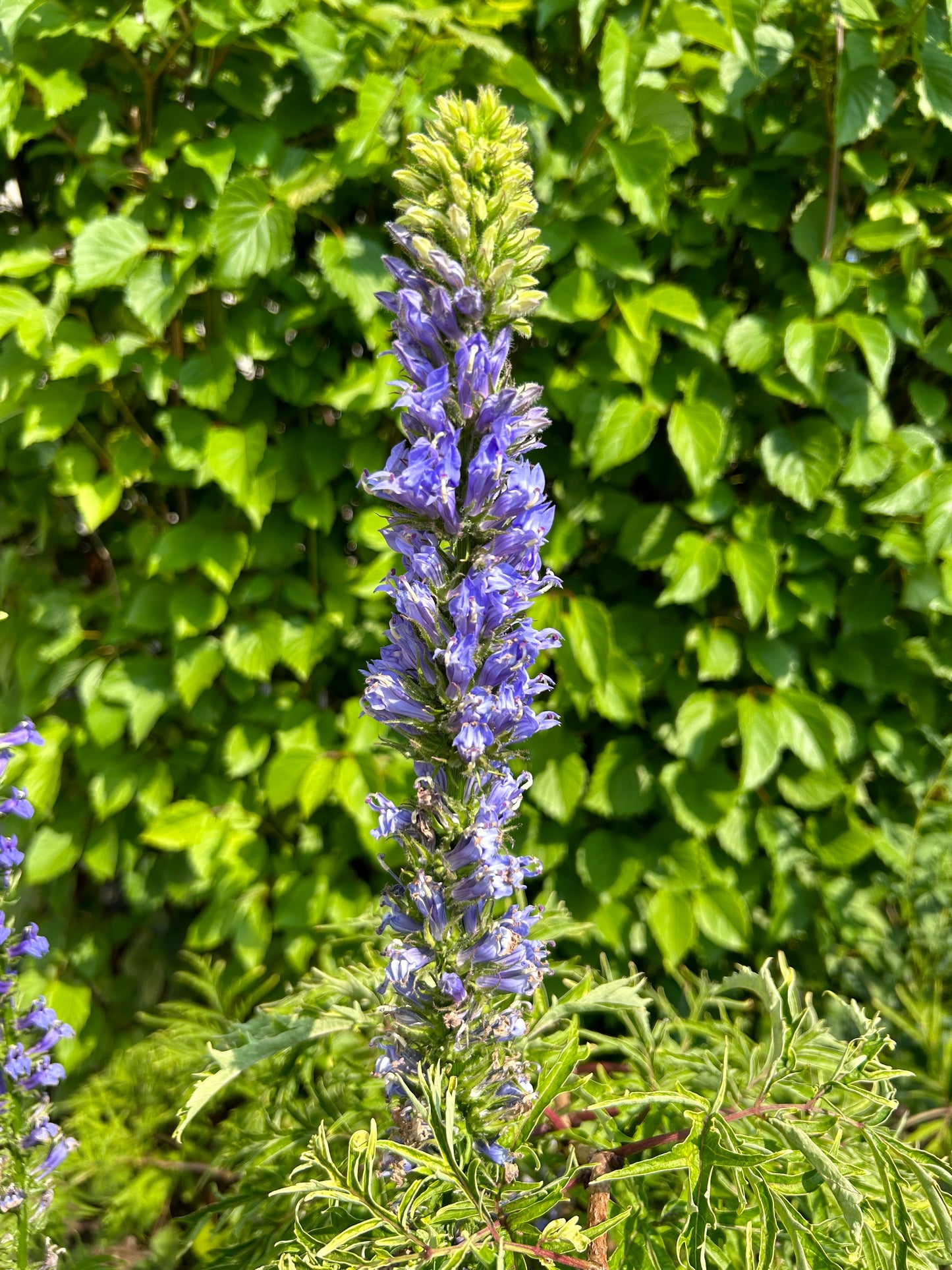 Lobelia siphilitica 'Great Blue Lobelia'