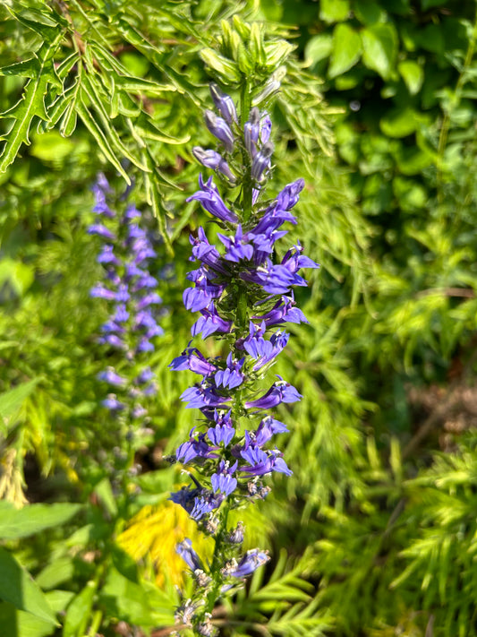 Lobelia siphilitica 'Great Blue Lobelia'