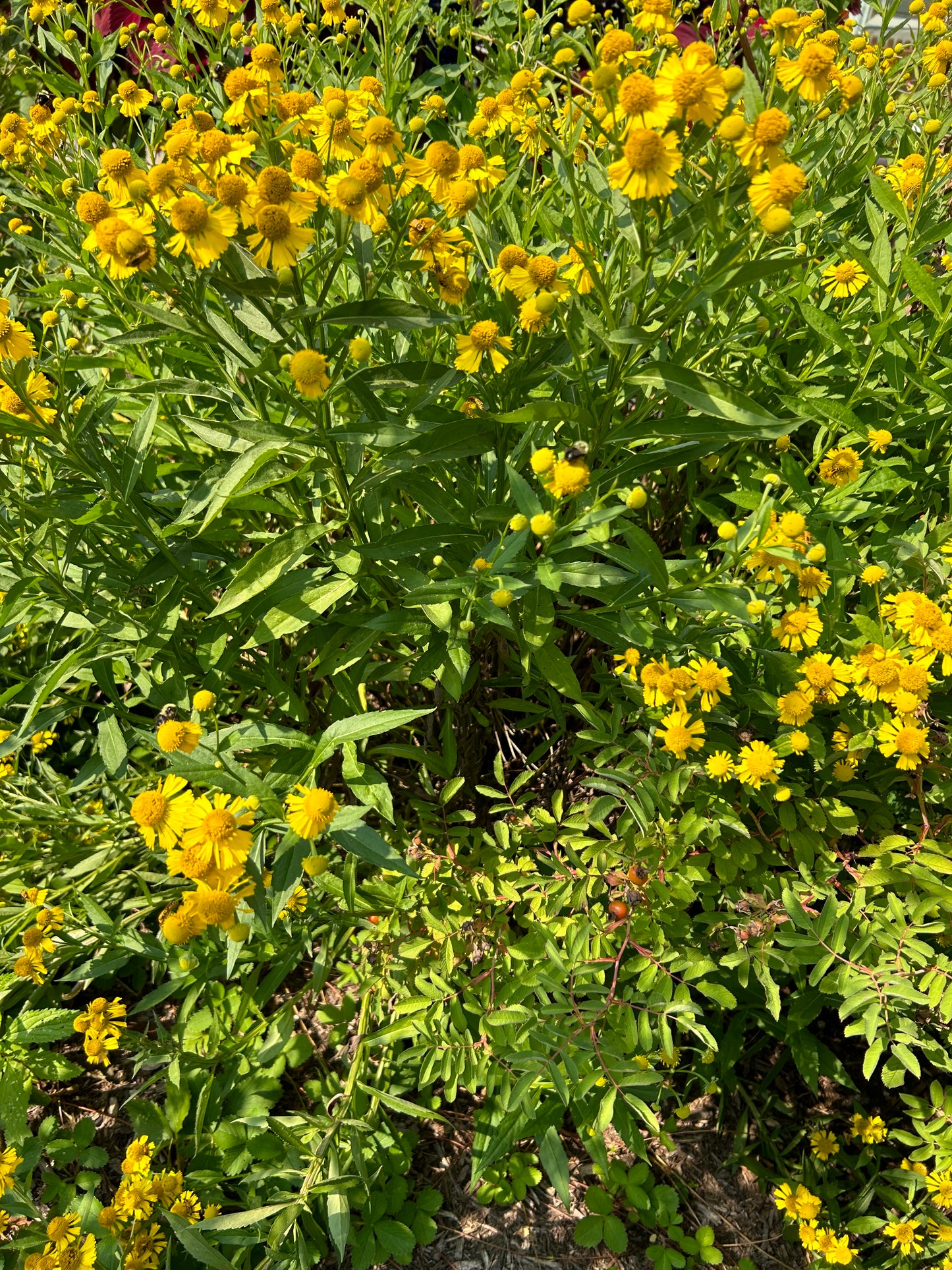 Helenium autumnale 'Sneezeweed'