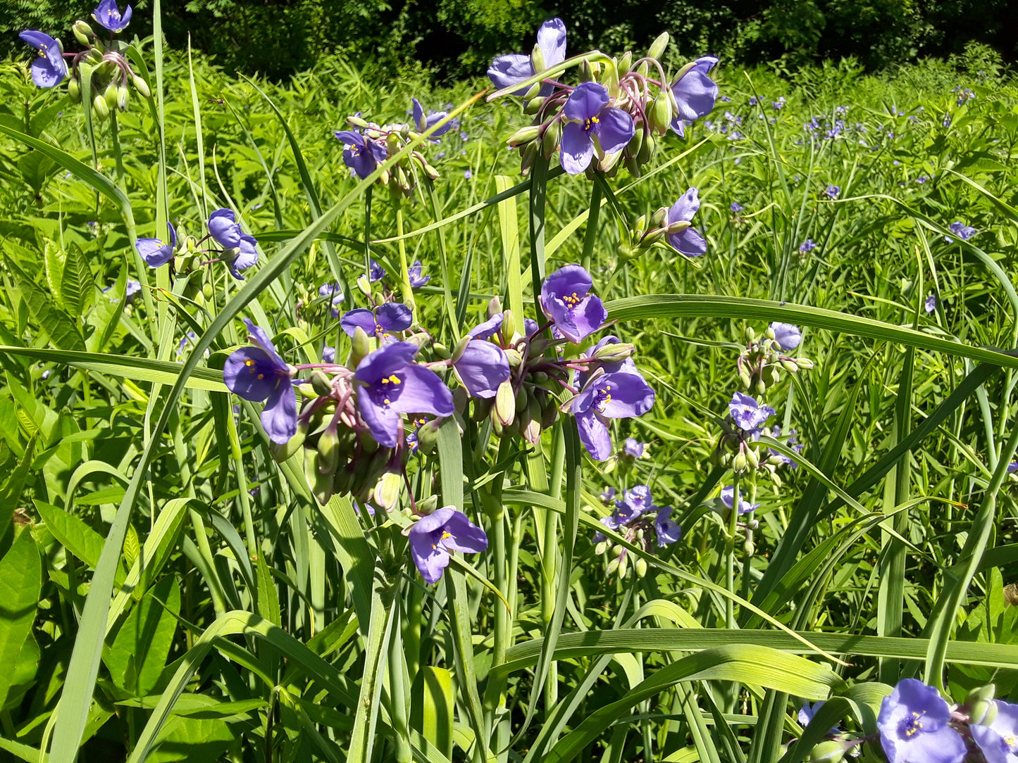 Tradescantia ohiensis 'Ohio Spiderwort'