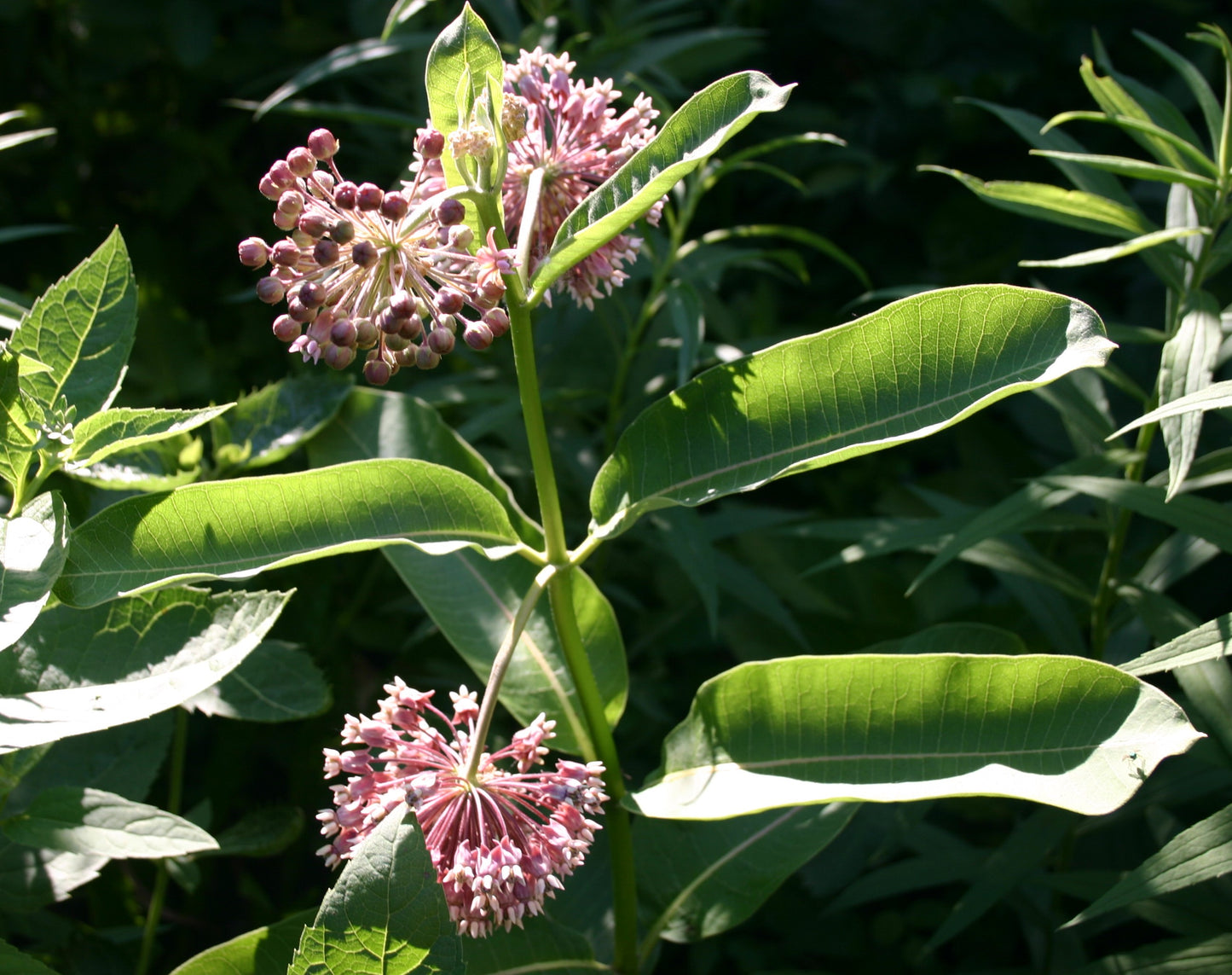 Asclepias syriaca 'Common Milkweed'