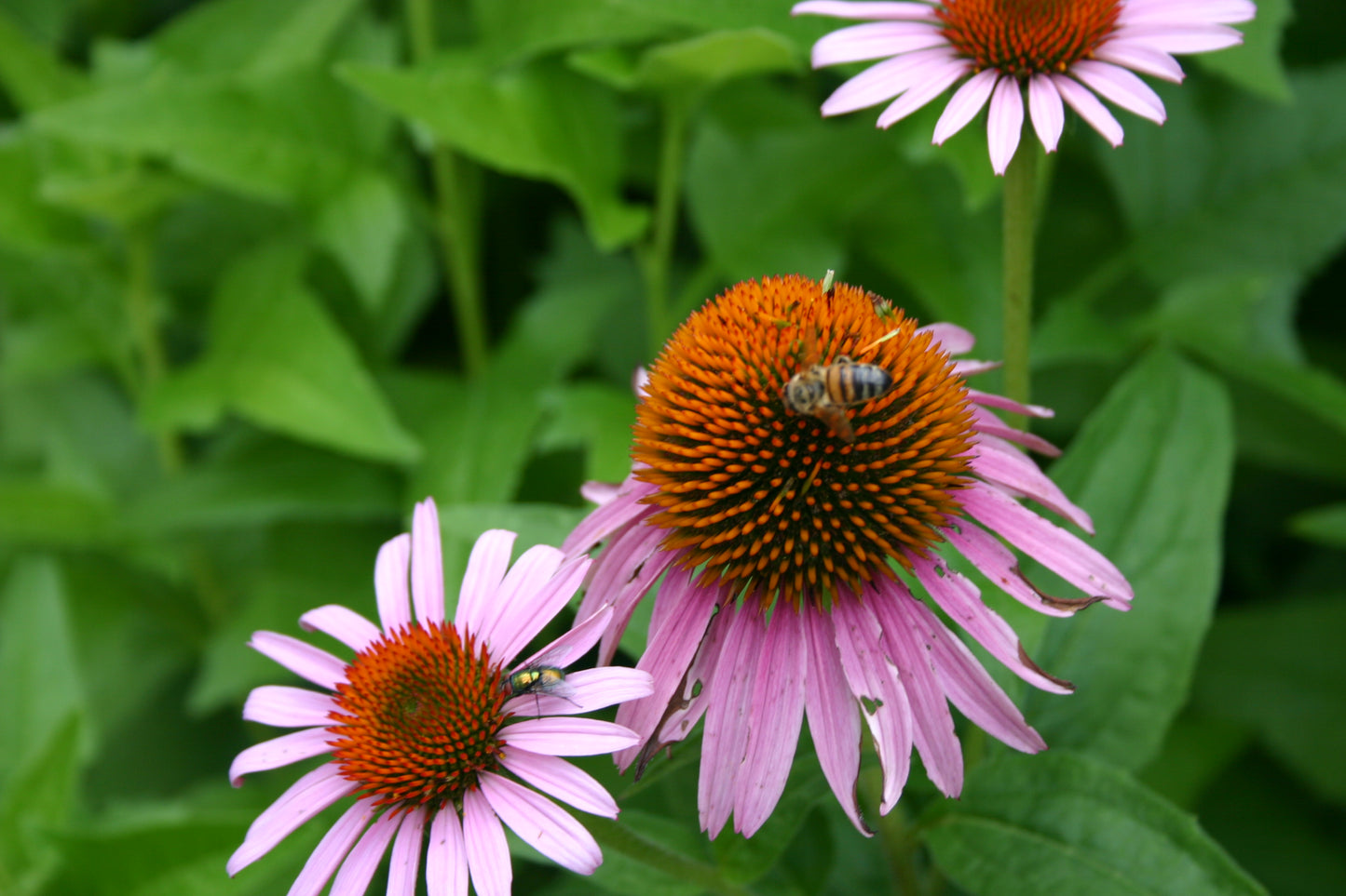 Echinacea purpurea ‘Purple Coneflower’