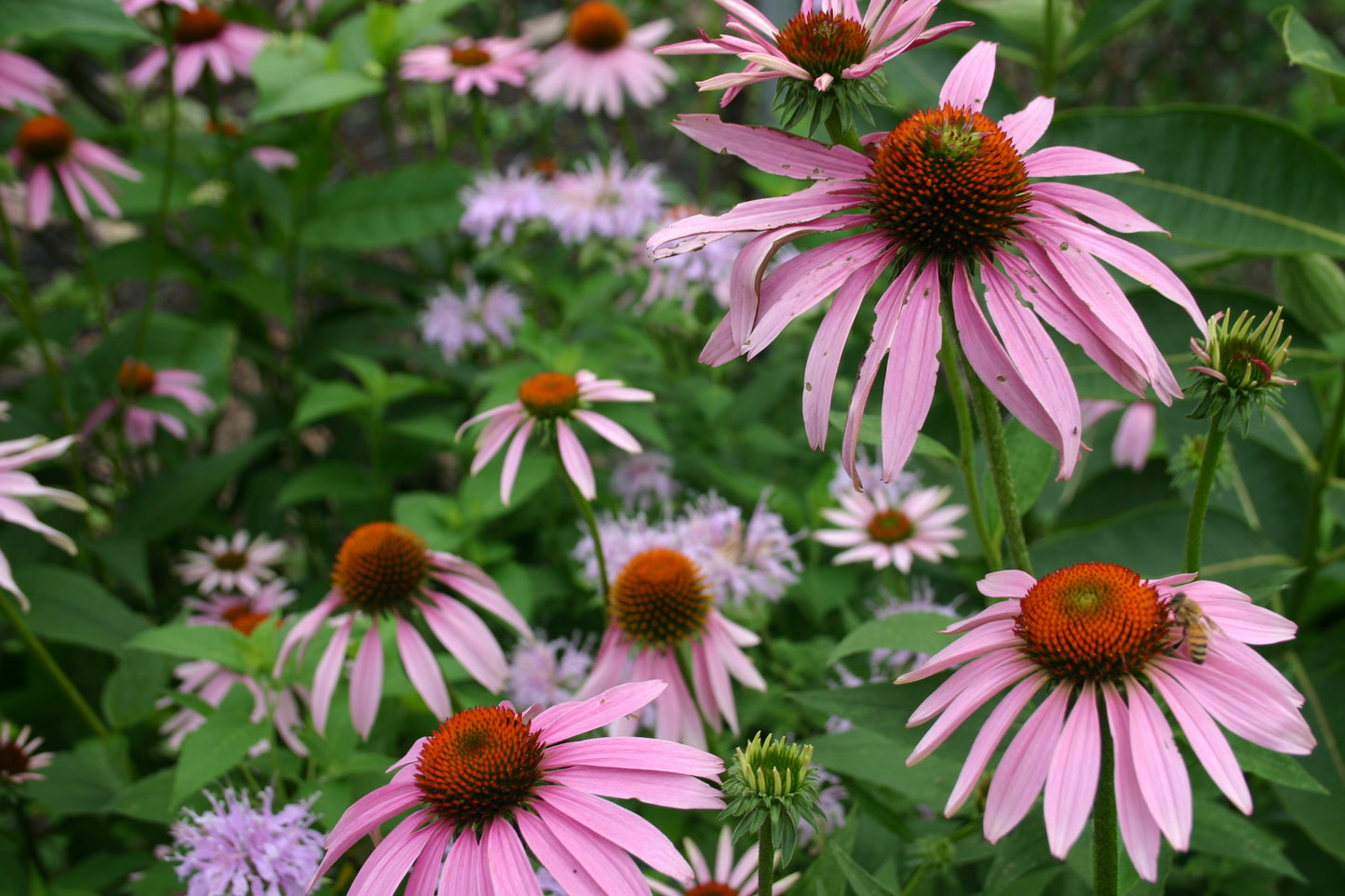 Echinacea purpurea ‘Purple Coneflower’