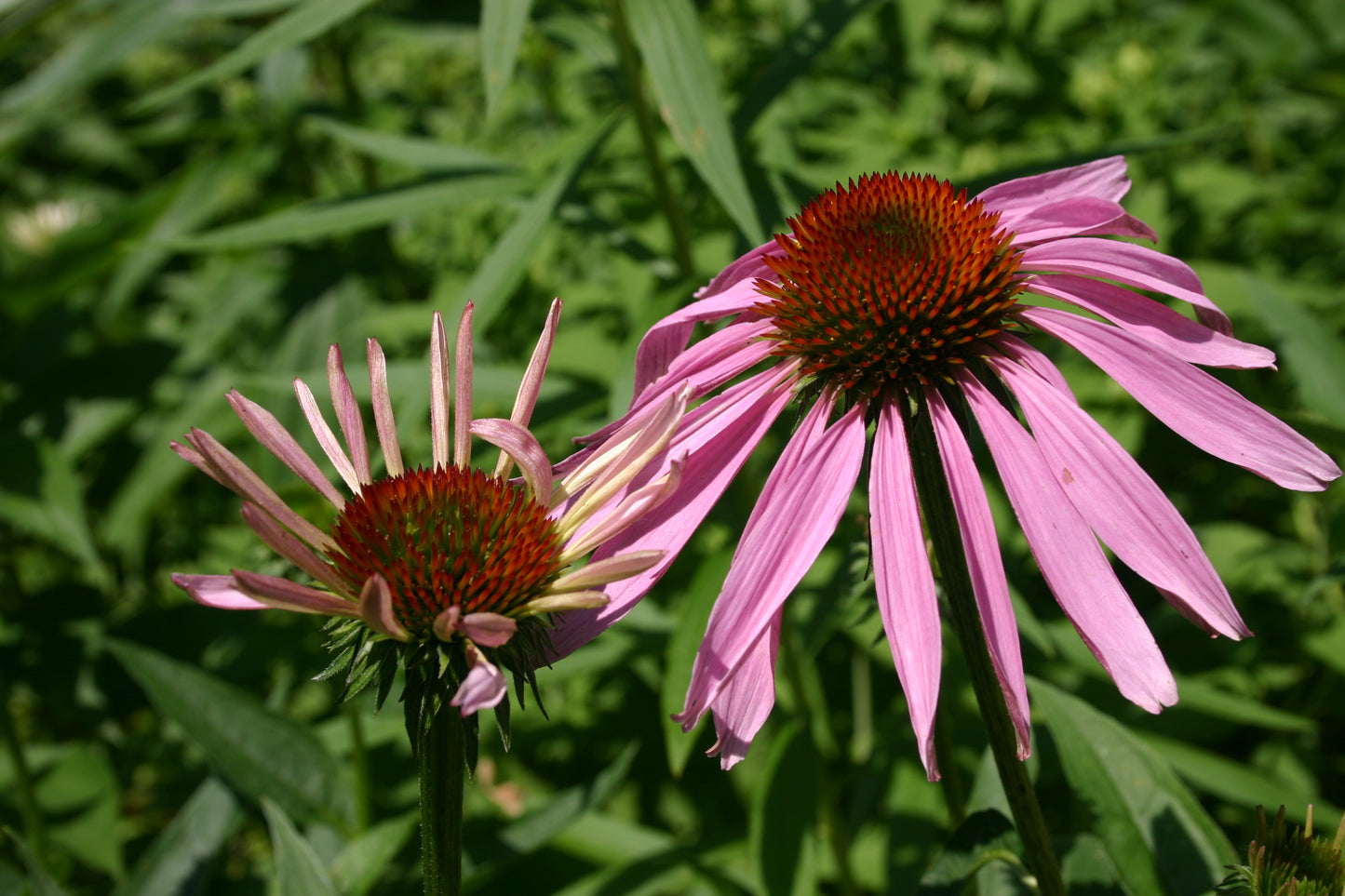 Echinacea purpurea ‘Purple Coneflower’