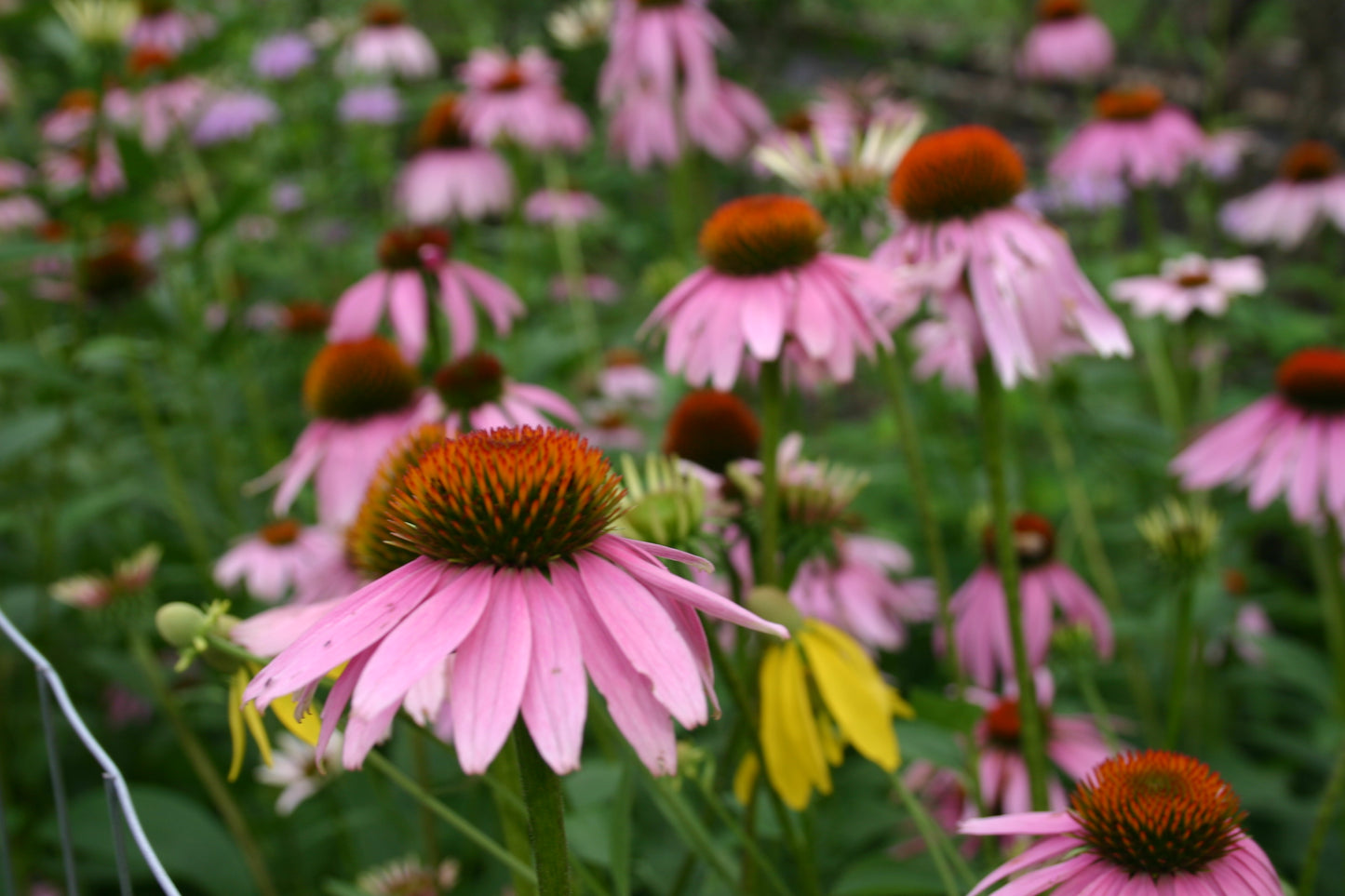 Echinacea purpurea ‘Purple Coneflower’