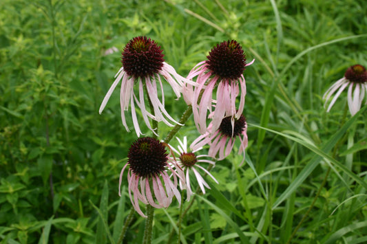 Echinacea pallida 'Pale Purple Coneflower'
