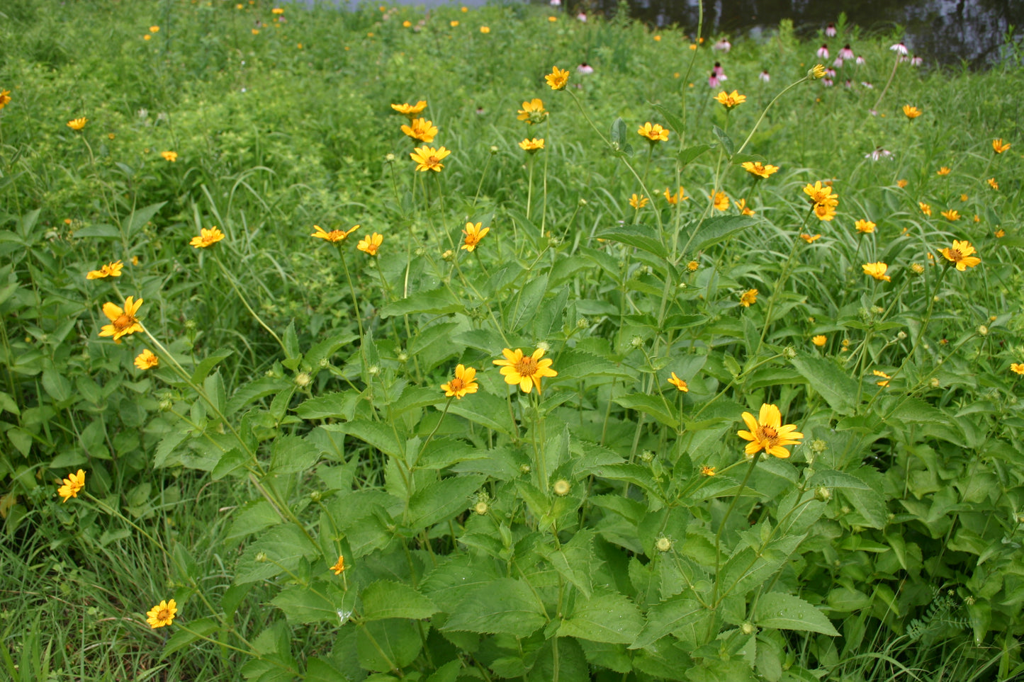Heliopsis helianthoides 'early sunflower'