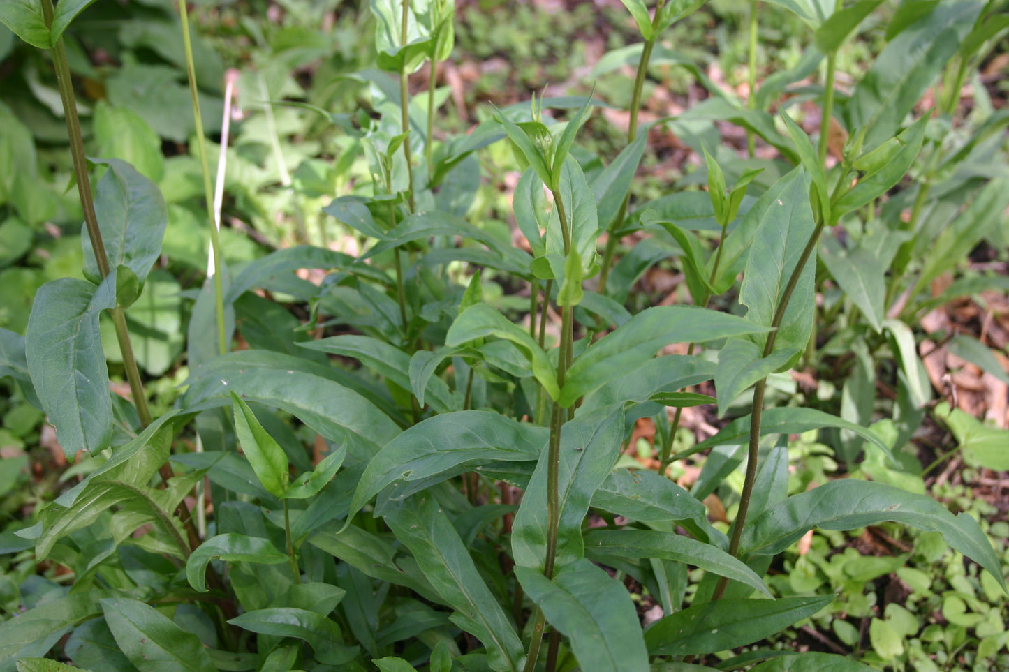 Penstemon digitalis 'Foxglove Beardtongue'