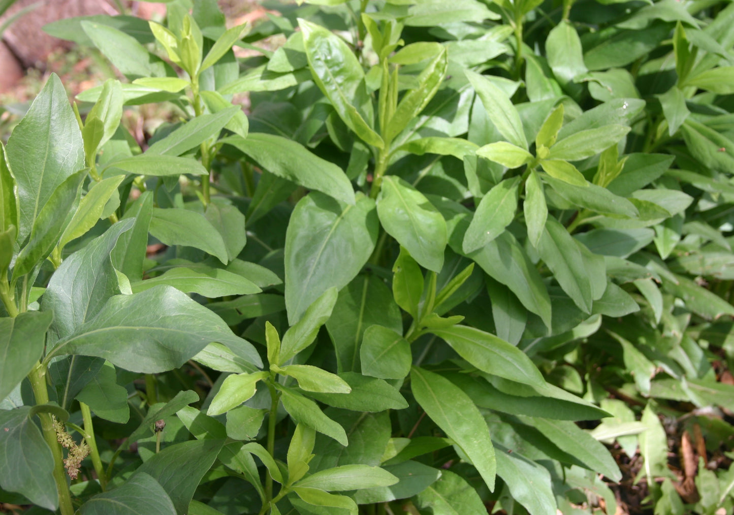 Solidago speciosa 'Showy Goldenrod'