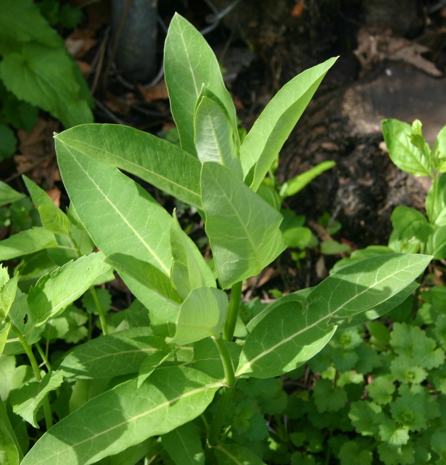 Asclepias syriaca 'Common Milkweed'