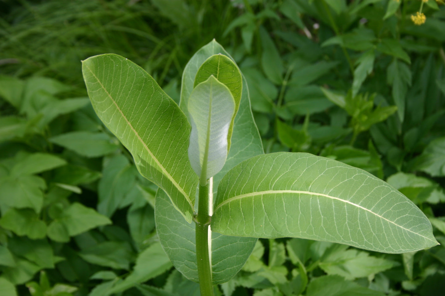 Asclepias syriaca 'Common Milkweed'