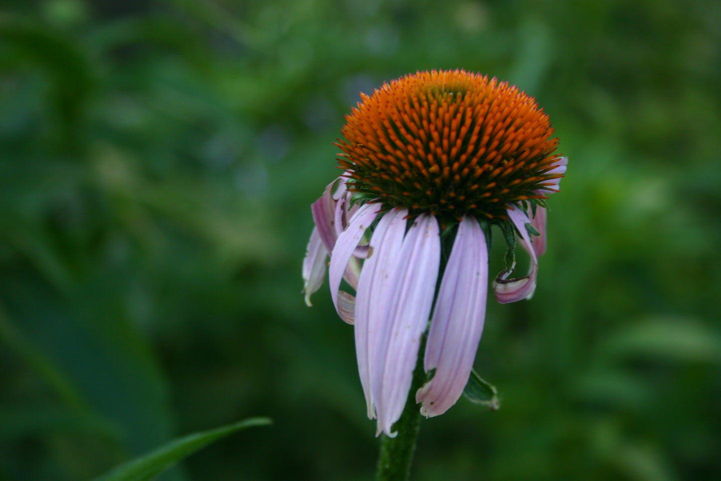 Echinacea purpurea ‘Purple Coneflower’