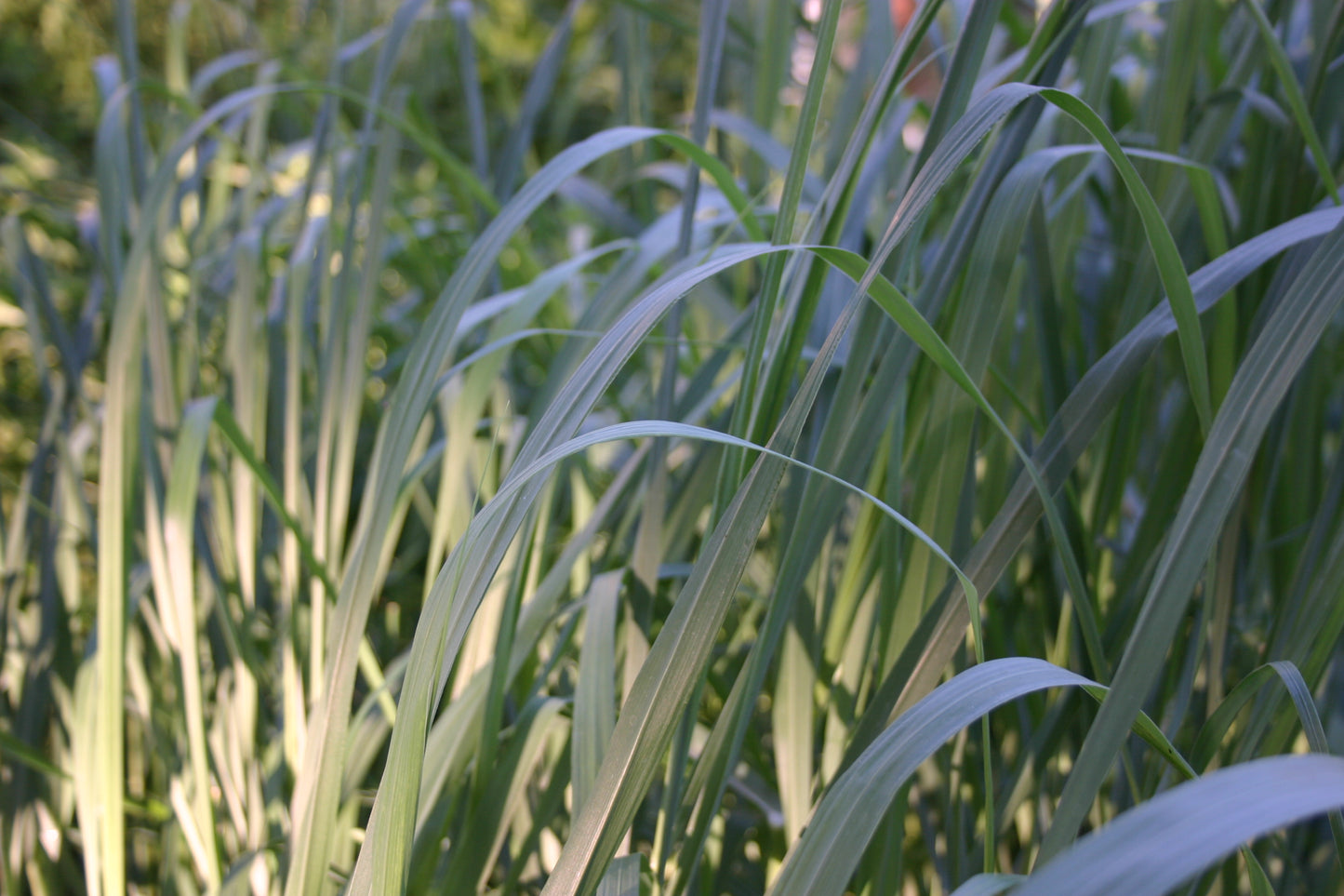 Panicum virgatum 'Switch Grass'