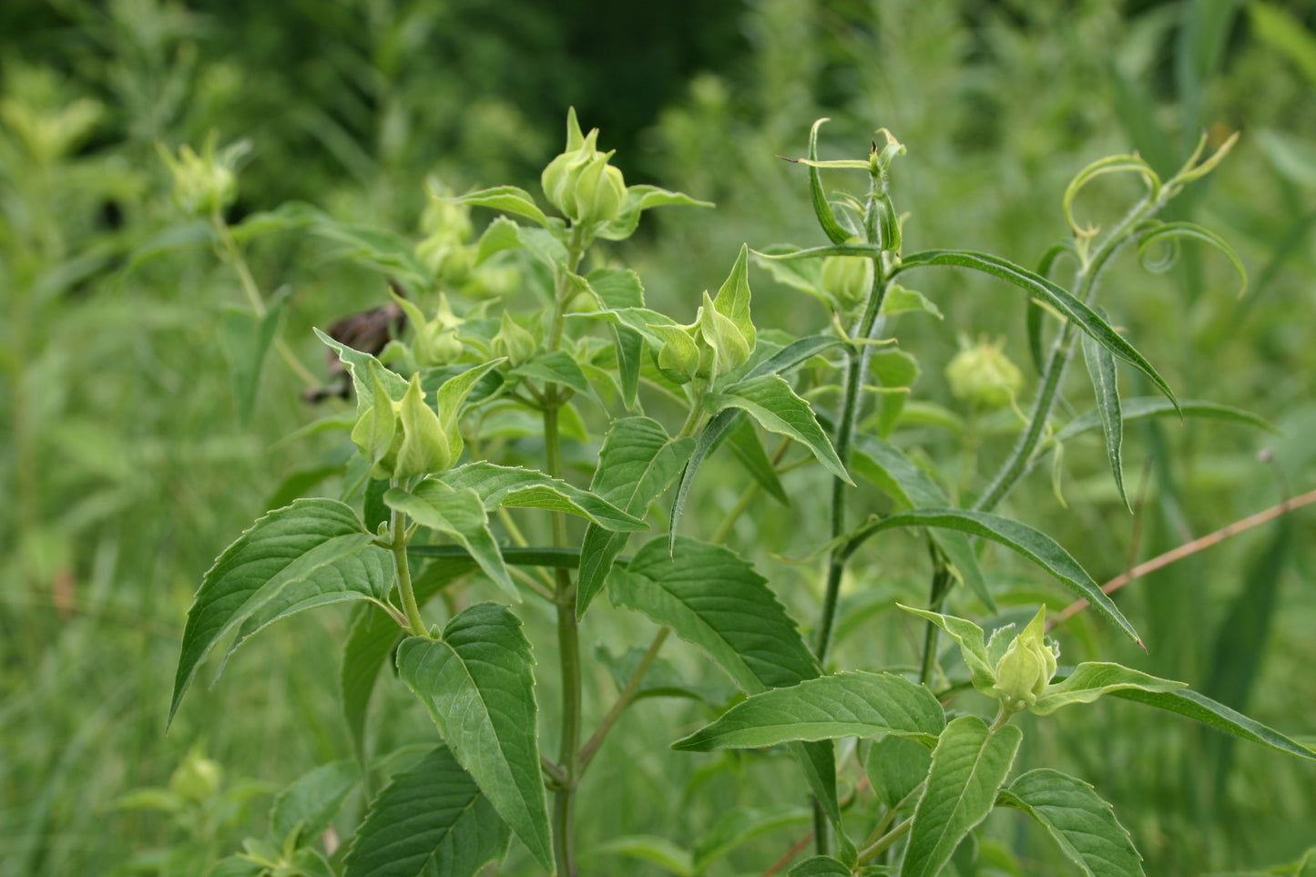 Monarda Fistulosa ‘Wild Bergamot’