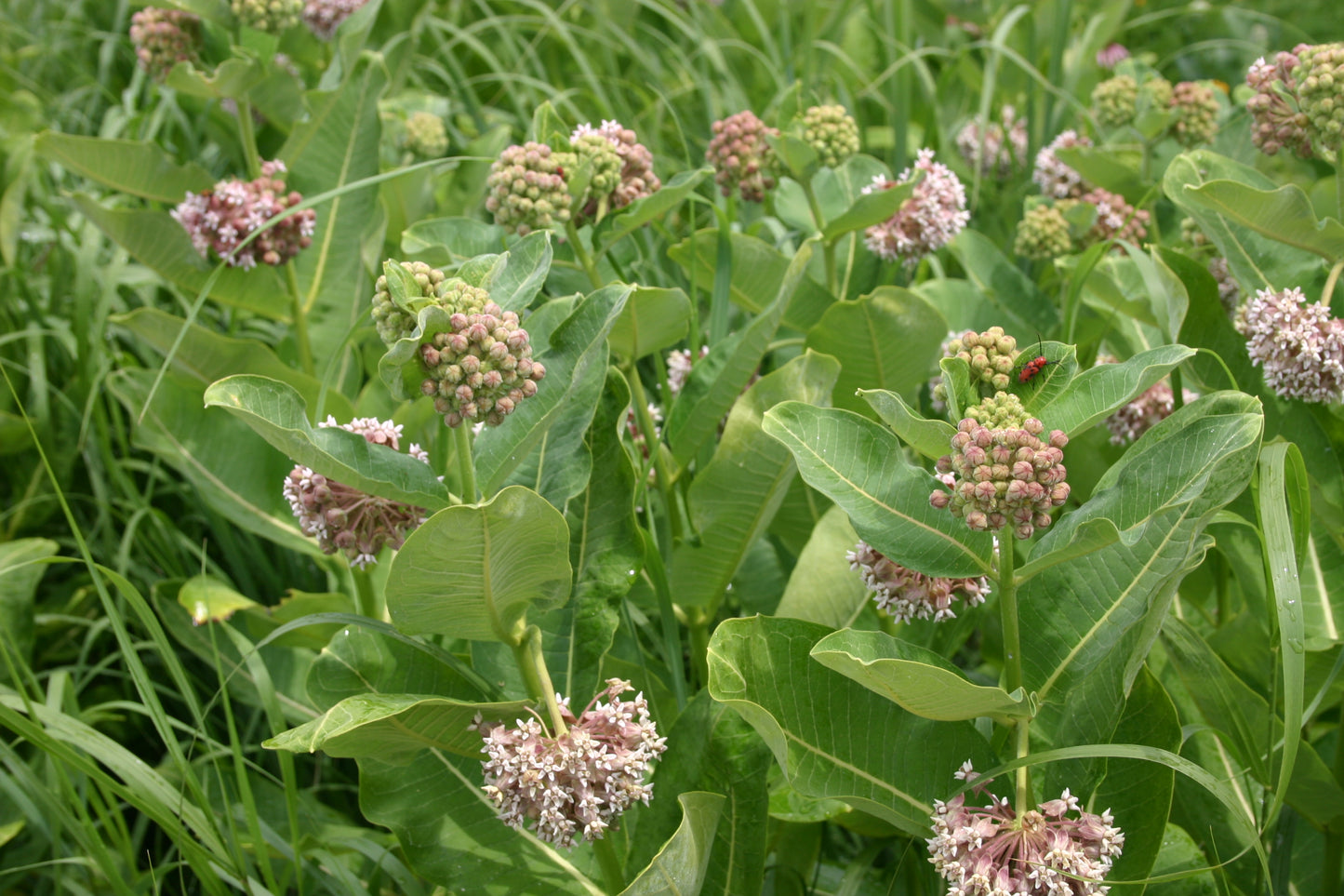 Asclepias syriaca 'Common Milkweed'