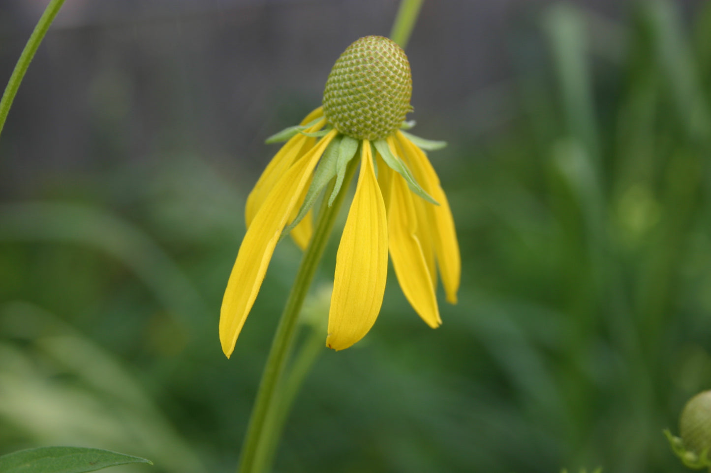 Ratibida pinnata ‘Yellow Coneflower'