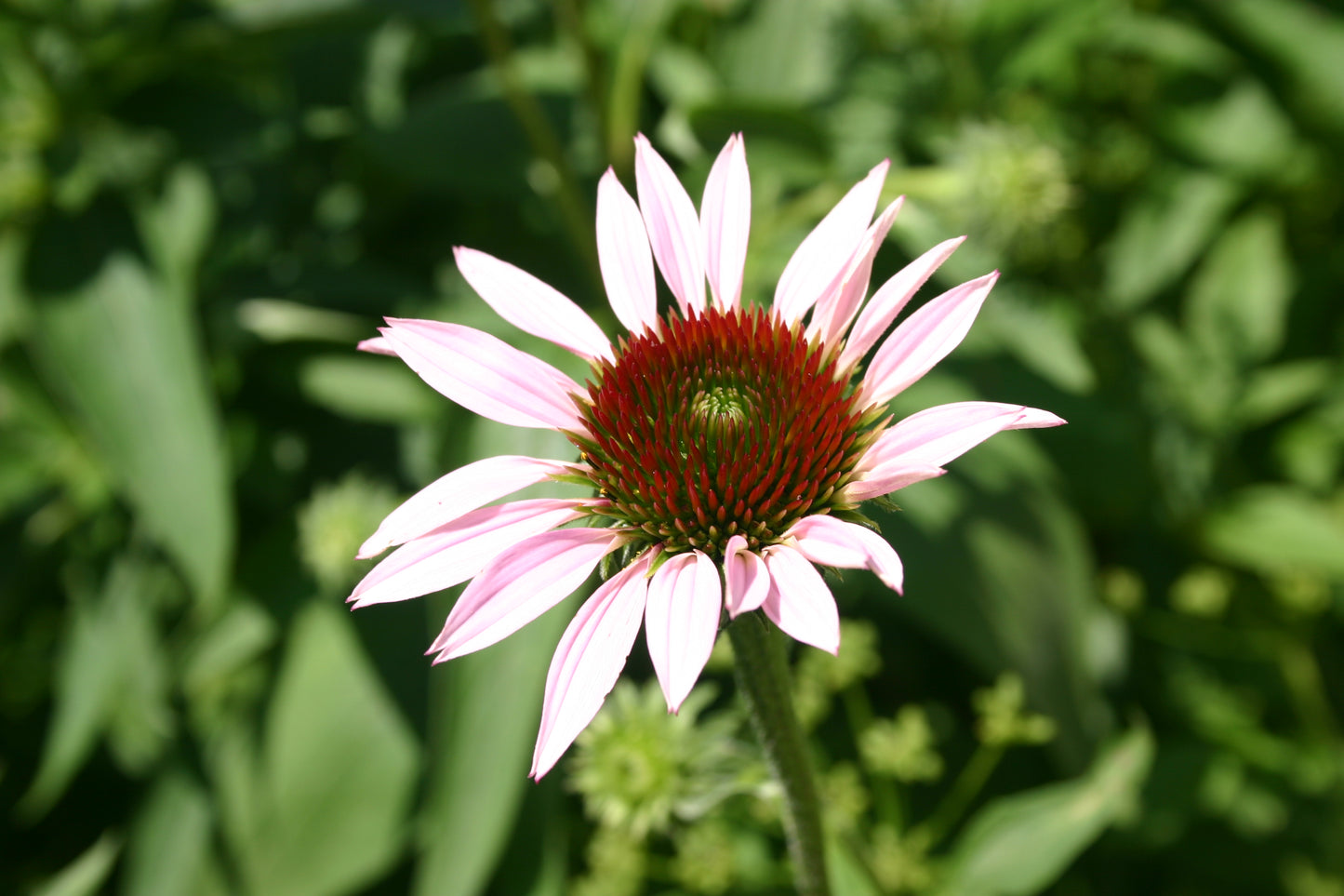 Echinacea purpurea ‘Purple Coneflower’