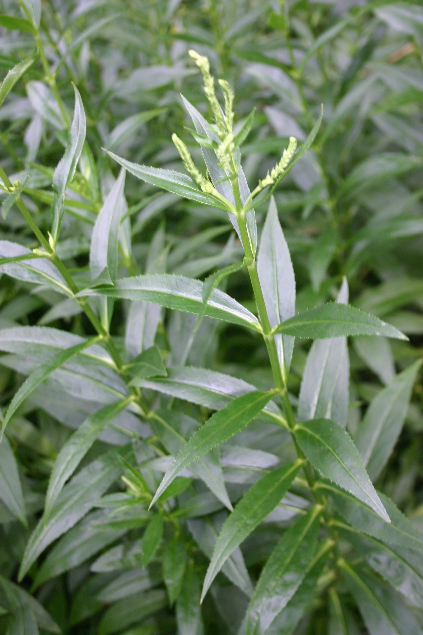 Physostegia virginiana 'Obedient Plant'