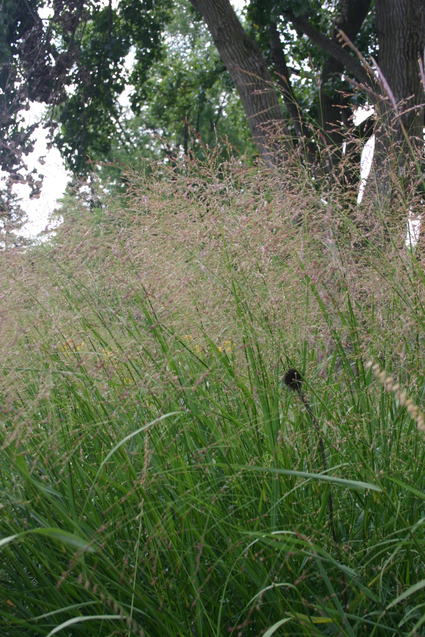 Panicum virgatum 'Switch Grass'