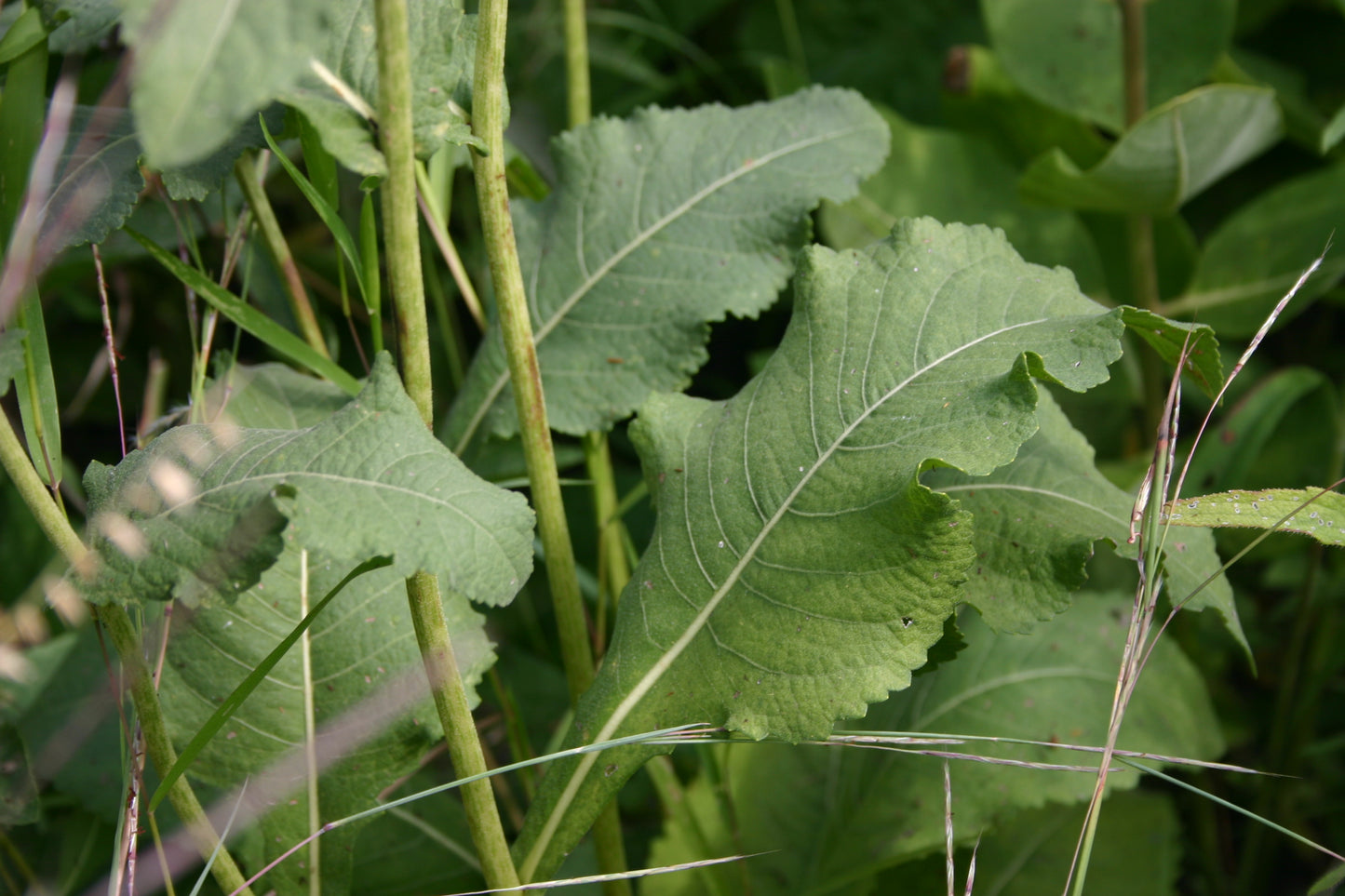 Parthenium integrifolium 'Wild Quinine'