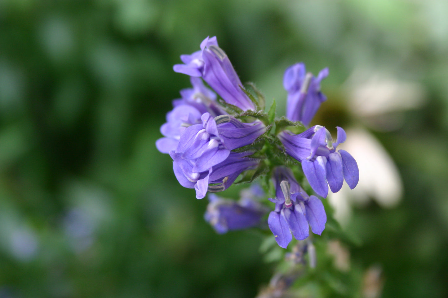 Lobelia siphilitica 'Great Blue Lobelia'