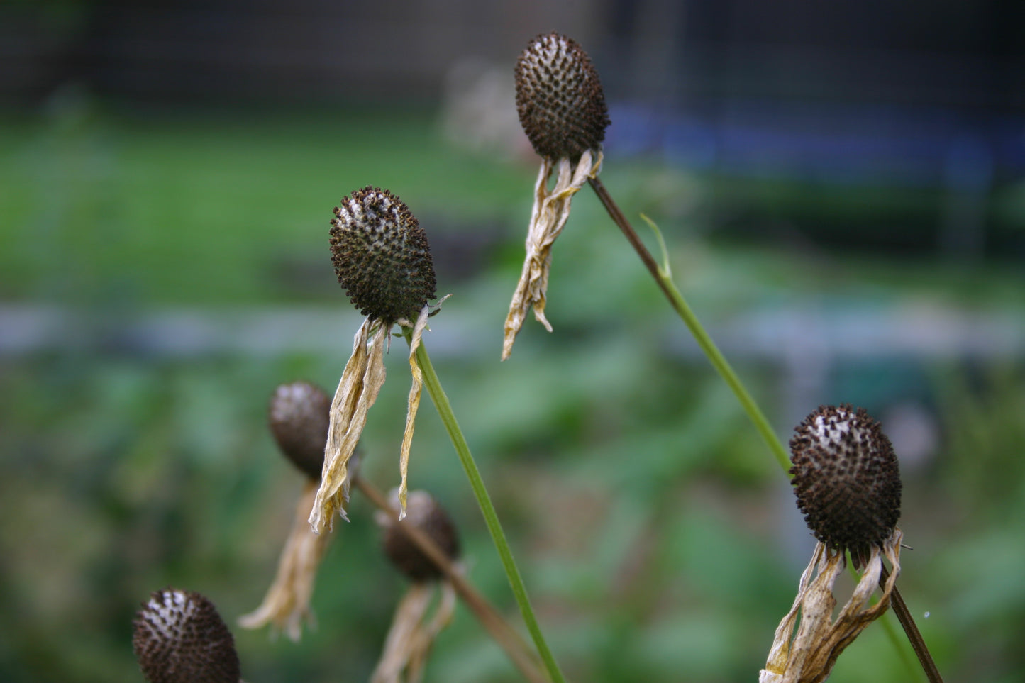 Ratibida pinnata ‘Yellow Coneflower'