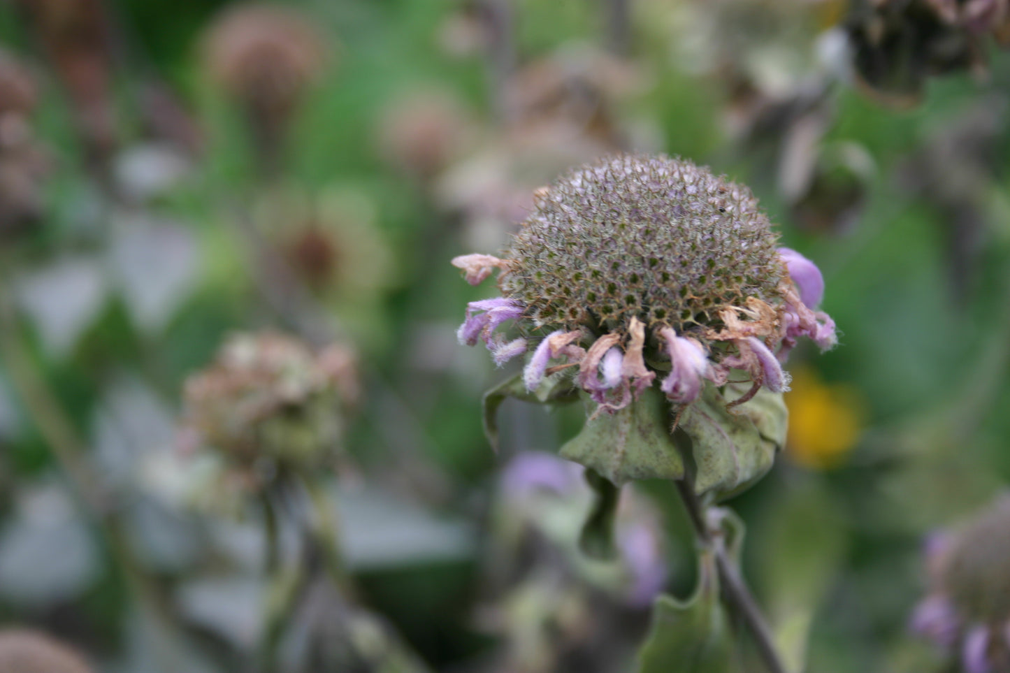 Monarda Fistulosa ‘Wild Bergamot’