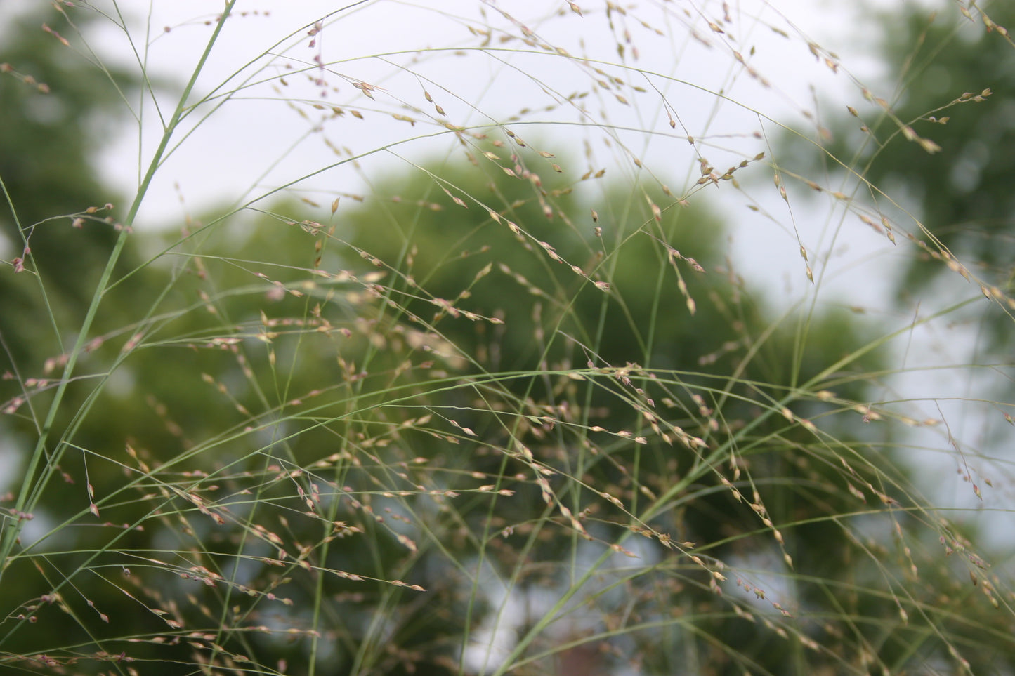 Panicum virgatum 'Switch Grass'