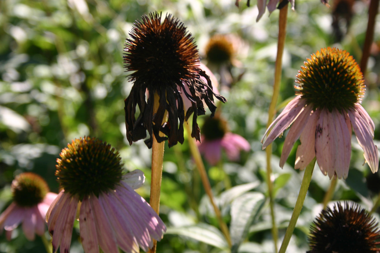 Echinacea purpurea ‘Purple Coneflower’