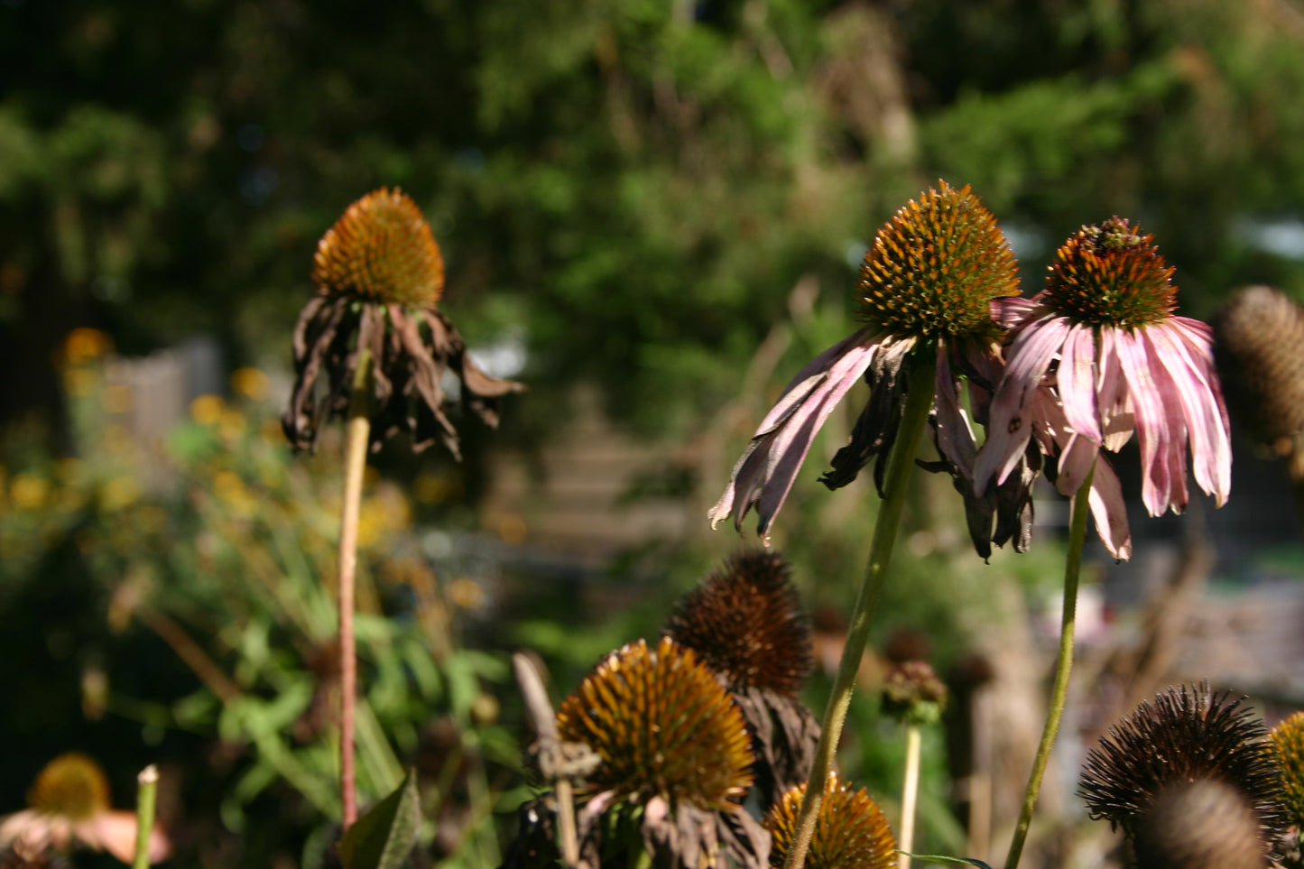 Echinacea purpurea ‘Purple Coneflower’