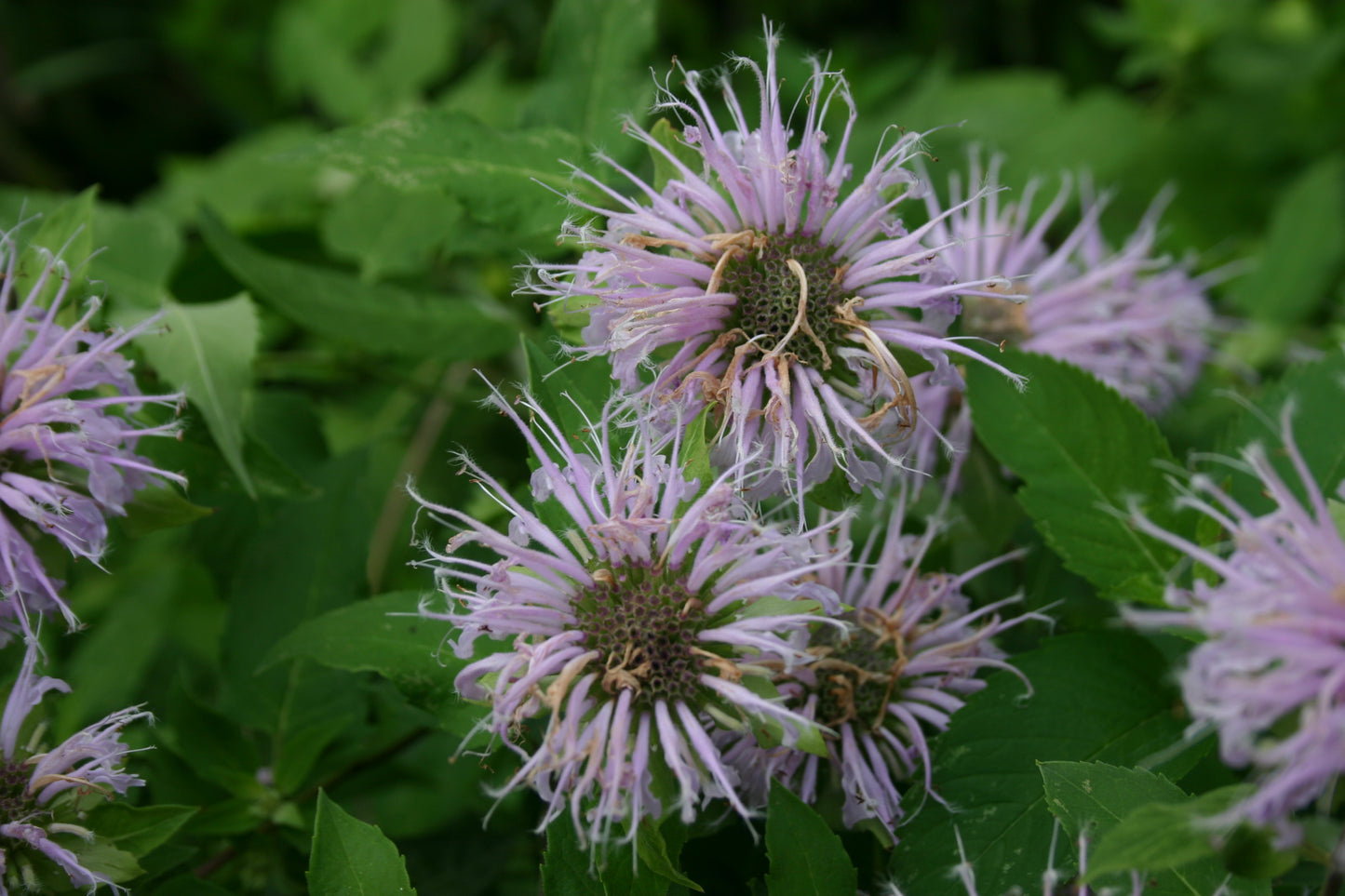 Monarda Fistulosa ‘Wild Bergamot’